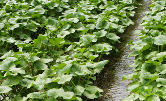 Water grown wasabi cultivation