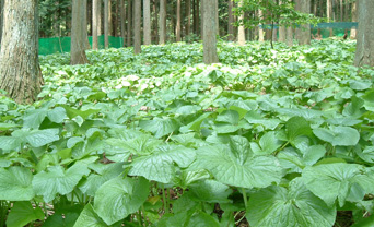 Field grown wasabi cultivation