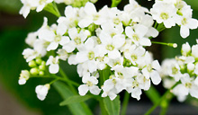 Horseradish flowers