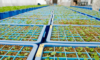 Seedlings grown in a dedicated greenhouse facility