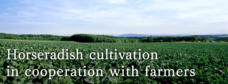 Cultivating horseradish alongside producers