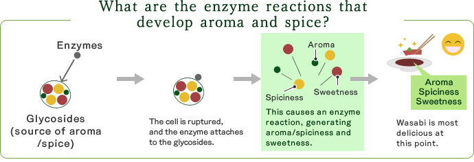What are the enzyme reactions that develop aroma and spice?