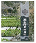 The cradle of wasabi cultivation (Shizuoka, Utogi)