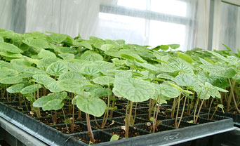 Seedling seeds made with Kinjirushi's technology