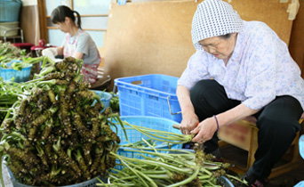 芥末运输状态