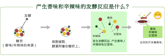 产生香味和辛辣味的发酵反应是什么？