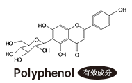 瘦身成分<br>"芥末-瘦身多酚™"