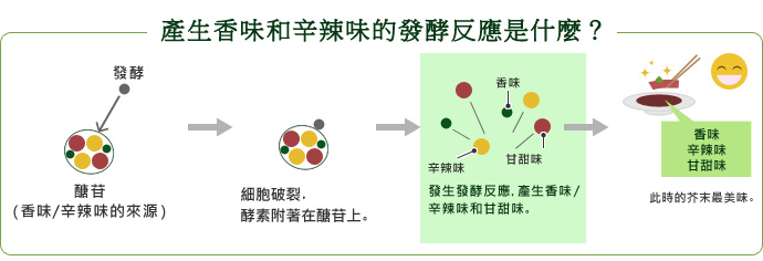 產生香味和辛辣味的發酵反應是什麼？