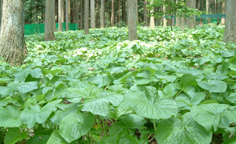 田山葵種植