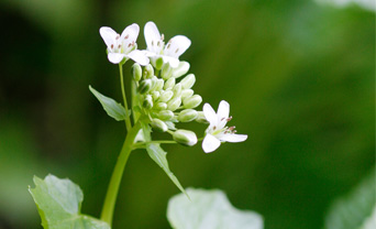 山葵花